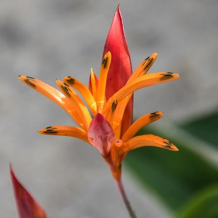 Paradise Beach ネイビス エクステリア 写真